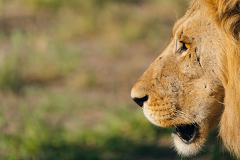 Wilderness Mokete Camp: Löwenprofil