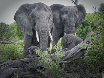 Abu Camp Abu Camp: Neugeborener Elefant