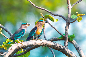 Bamboo Forest Safari Lodge: Indian Rollers