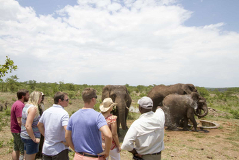 Batonka Guest Lodge: Elephant Encounter