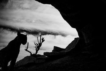 Bera Safari Lodge: Leopard vor dem Nachthimmel