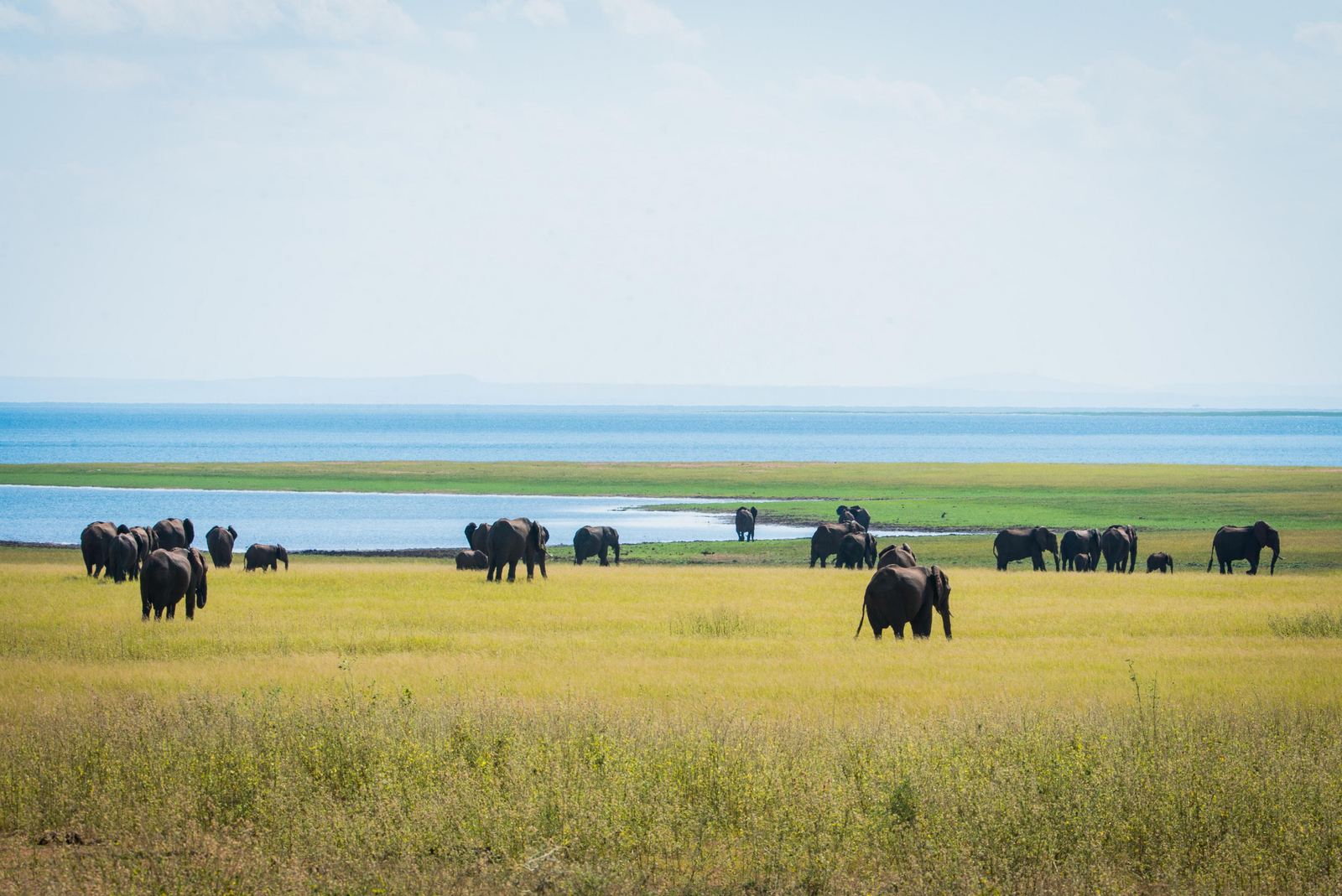 Changa Safari Camp Changa Safari Camp: Elefanten im Grasland