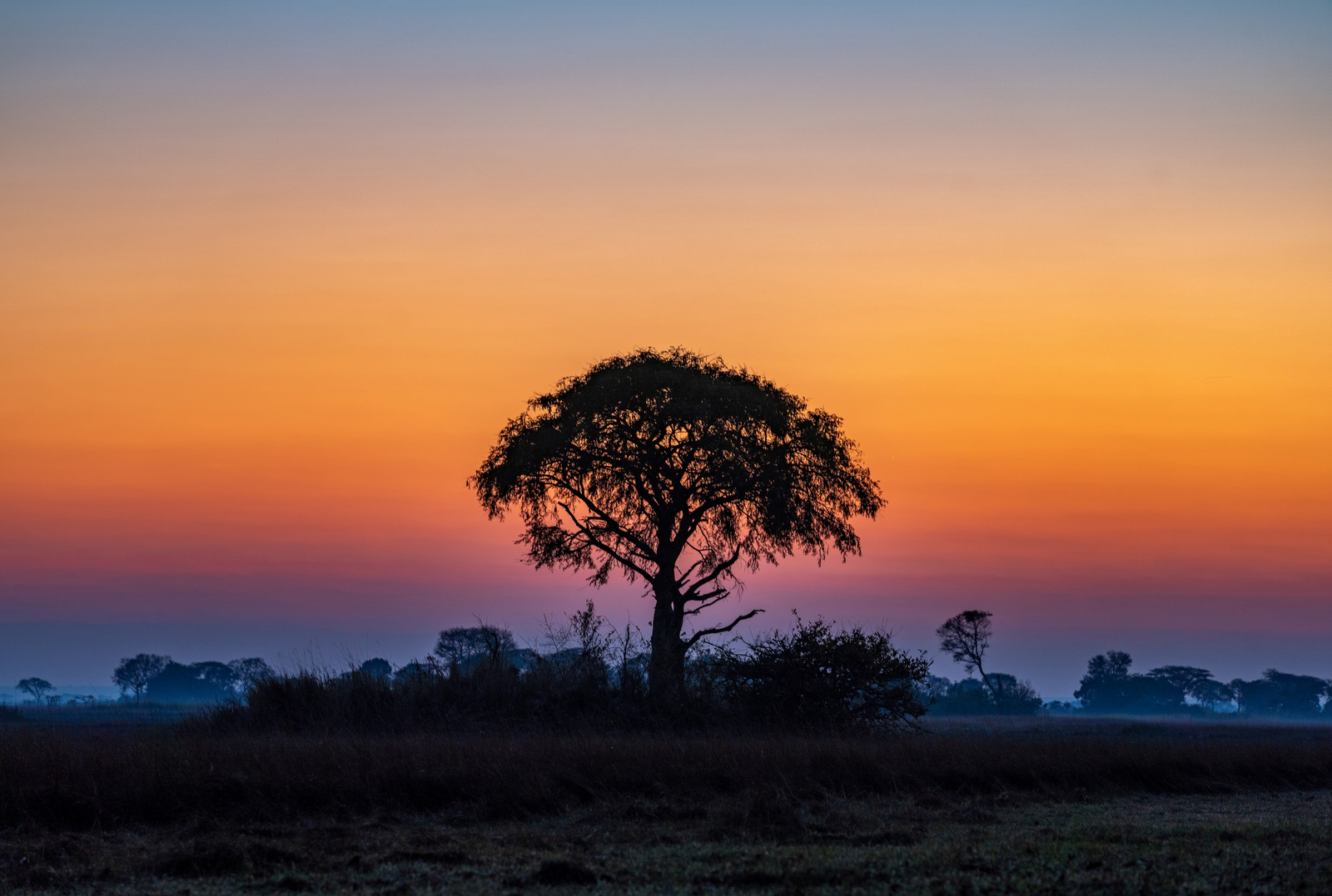 Chisa Busanga Camp Chisa Busanga Camp: Farbspiel hinter Baumsilhouette