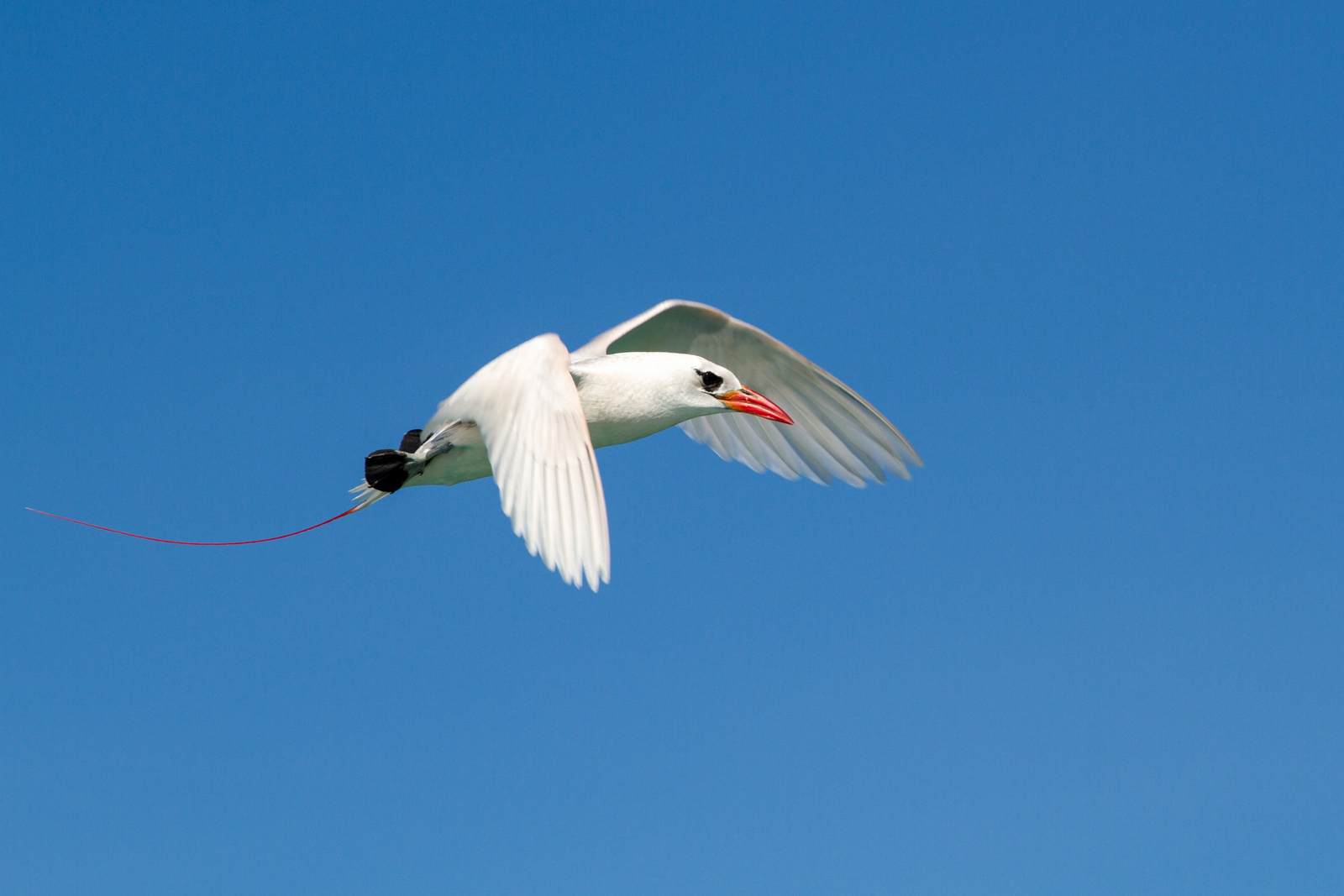 Cosmoledo Eco Camp Cosmoledo Eco Camp