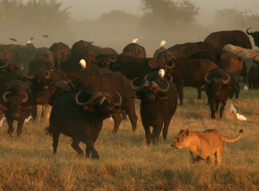 Duba Plains Camp