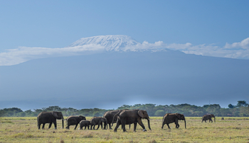 Elewana Tortilis Camp: Elefanten