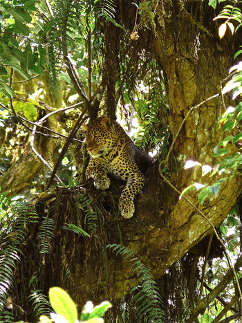 Hatari Lodge: Leopard im Baum