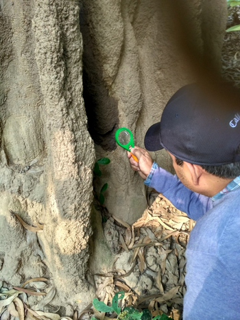 Jim's Jungle Retreat: Termite Walk