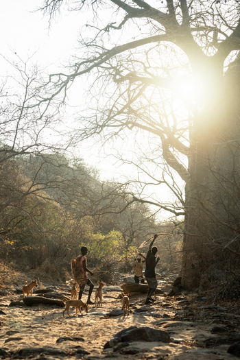 Kisima Ngeda Camp: Hadzabe-Jagd