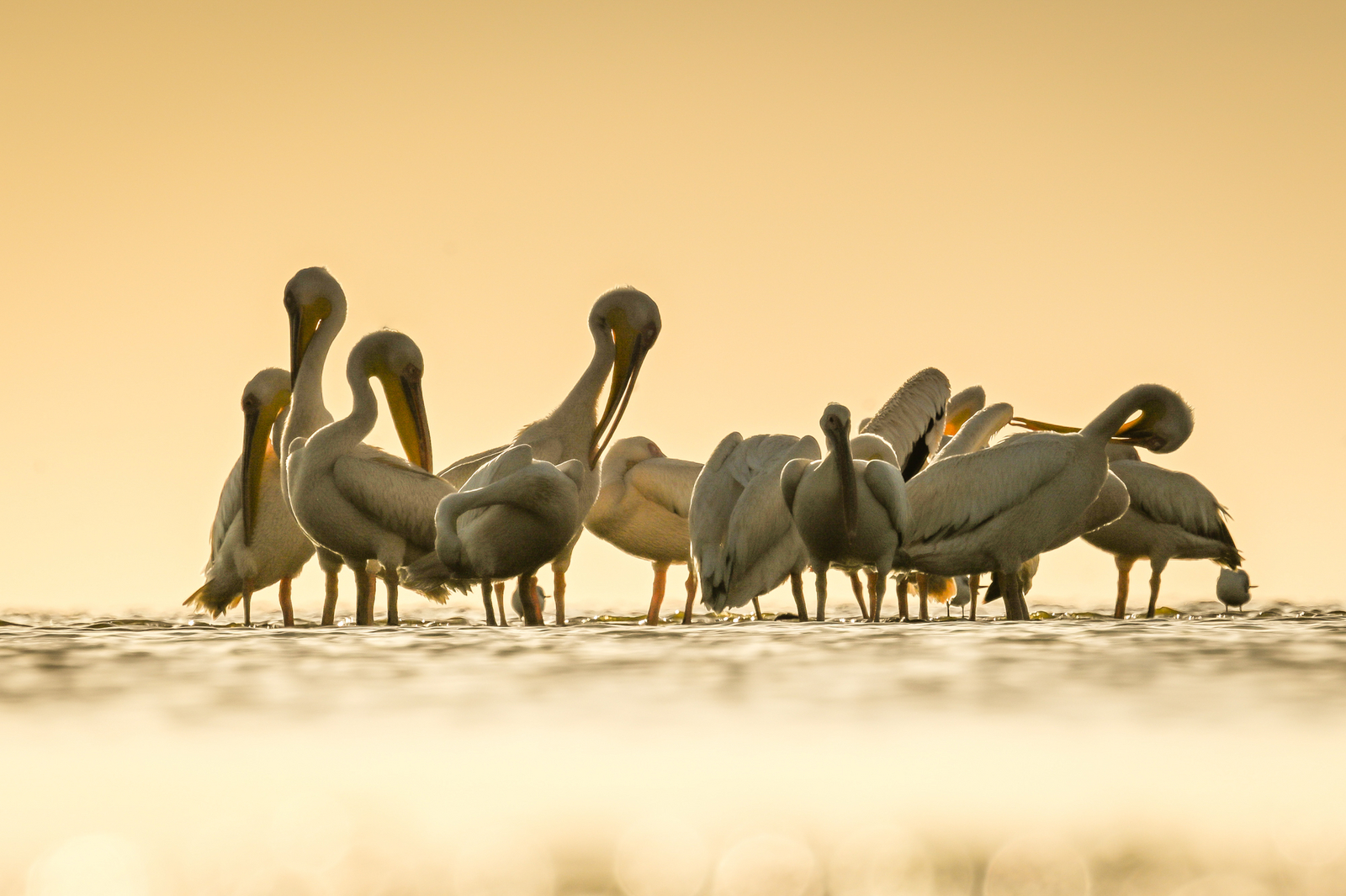 Kisima Ngeda Camp Kisima Ngeda Camp: Pelikane im seichten Wasser