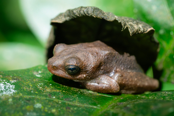Koroi Forest Camp: Regenfrosch