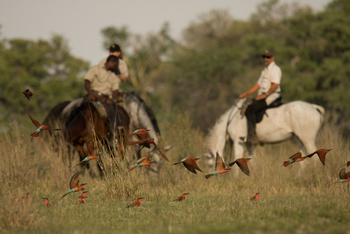 Kujwana Camp: Carmine Bee-Eaters