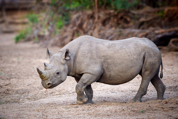 Kuthengo Camp: Spitzmaulnashorn