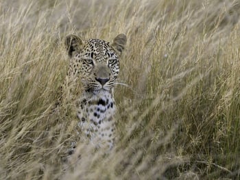Kwetsani Camp: Leopard
