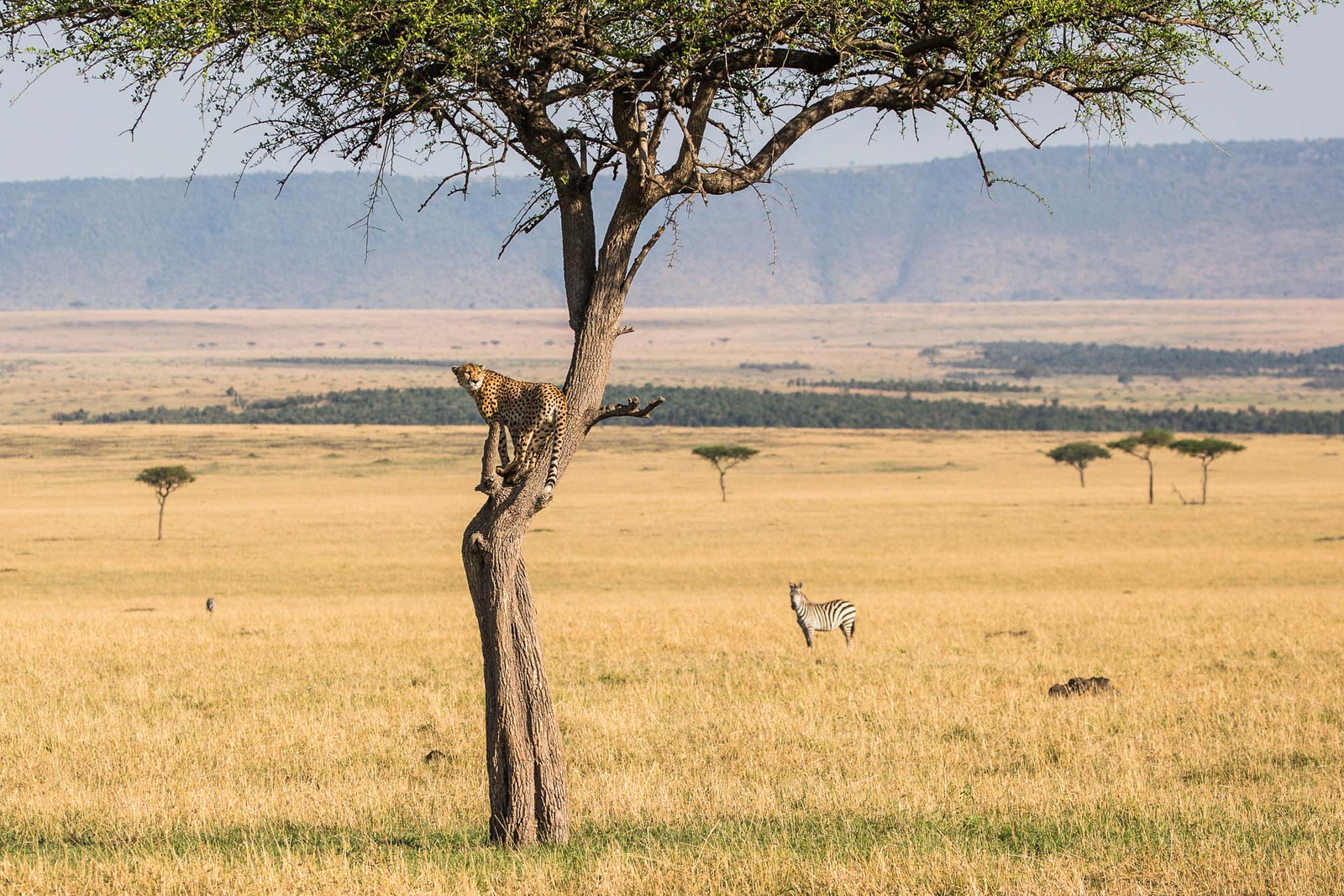 Legendary Songa Migrational Camp Legendary Songa Migrational Camp: Zebra und Leopard