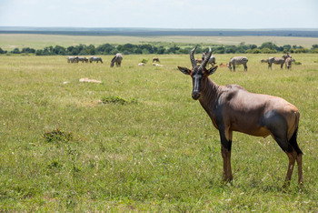 Mara Toto Tree Camp: Topi