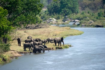 Mkulumadzi Lodge: Elefanten am Shire