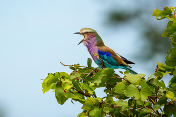Muddy Teak Camp: Gabelracke