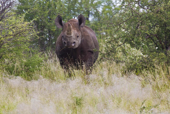 Mushara Game Drive: Spitzmaulnashorn