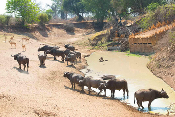 Mwamba Bush Camp: Last Waterhole Hide - Büffel