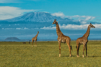 Ol Donyo Lodge: Giraffen vor dem Kilimanjaro