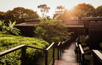 One and Only Nyungwe House: Walkway