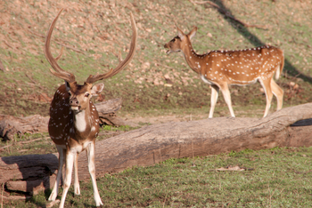 Pench Jungle Camp: Axis-Hirsch