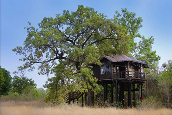 Pench Tree Lodge Pench Tree Lodge: Baumhaus am Waldrand