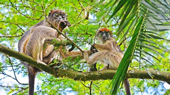Primate Lodge: Red Colobus Monkeys
