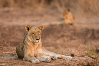 Robin Pope Safaris Robin Pope Safaris: Löwin
