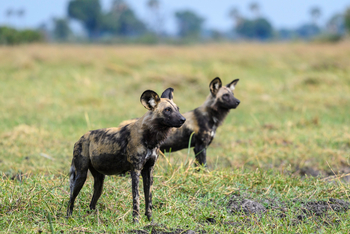 Seba Camp: Wildhunde