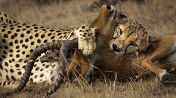 Serian Camps: Gepard und Impala