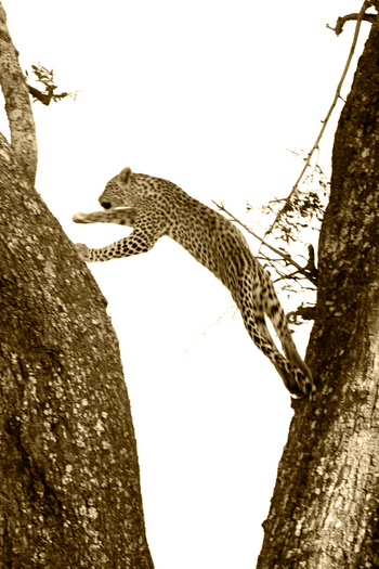 Shinde Lodge Shinde Lodge: Kletternder Leopard