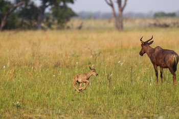 Shinde Lodge Shinde Lodge: Zu große Beine