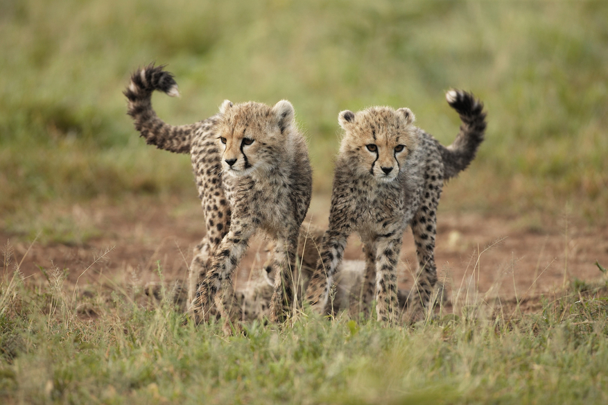Sinigita Grumeti Game Reserve