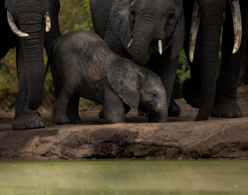 Sungani Lodge Sungani Lodge: Elefantenbaby