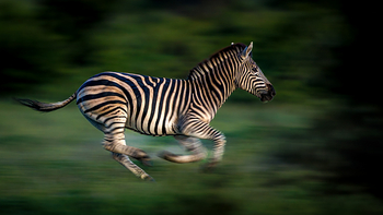 Tanda Tula Safari Camp: Zebragalopp
