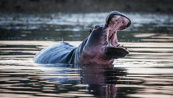 Tuludi Camp: Nilpferdrachen