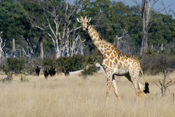 Vumbura Plains Camp: Giraffe