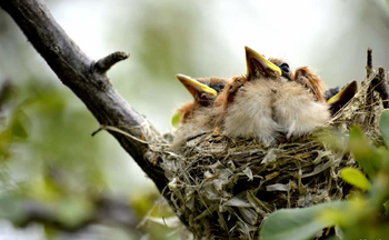 Ai Aiba Lodge Ai Aiba Lodge: Paradiesfliegenschnäpperküken