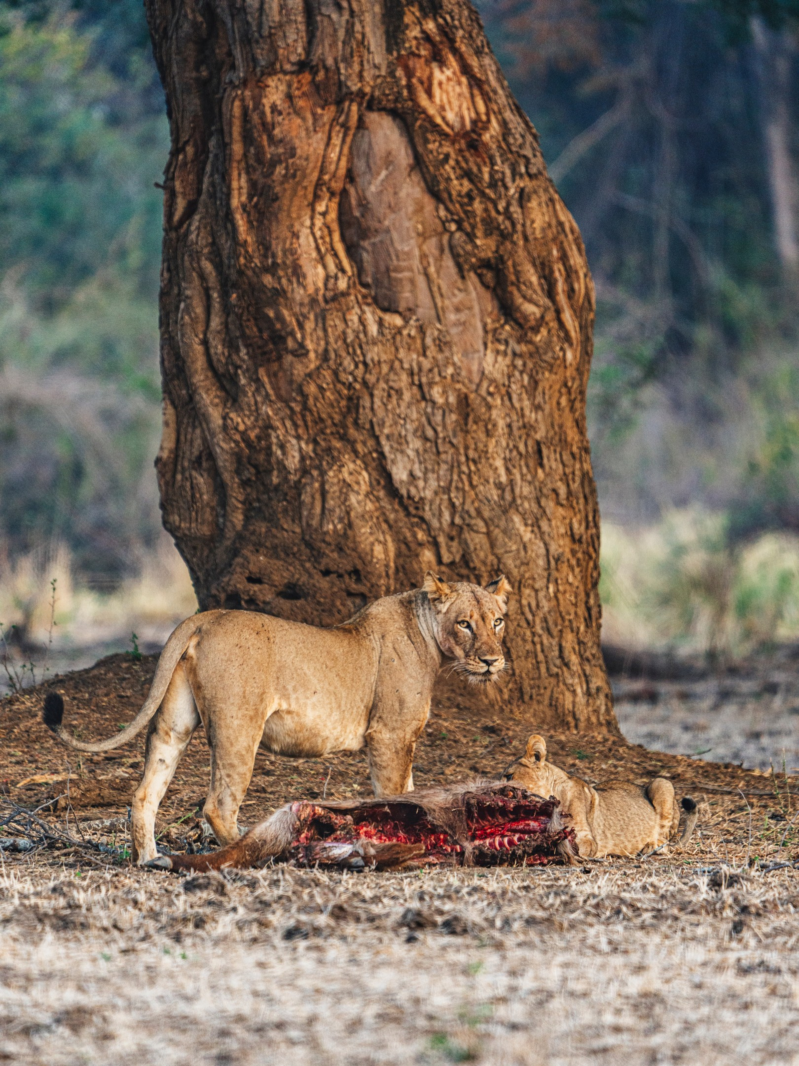 Anabezi Luxury Tented Camp Anabezi Luxury Tented Camp: Löwen mit Beute