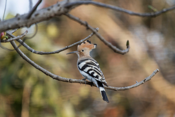 Asiatic Lion Lodge Asiatic Lion Lodge: Wiedehopf