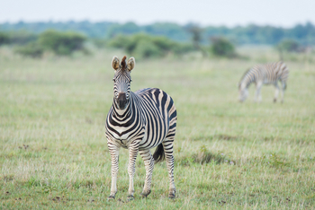 Boteti River Camp: Zebra