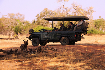 Chikunto Safari Lodge Chikunto Safari Lodge: Wildhundbegegnung