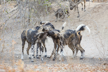 Chitake Mobile Camp Chitake Mobile Camp: Wildhundgruppe