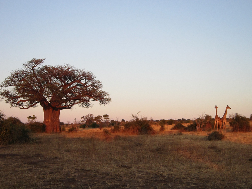 Chobe Elephant Camp