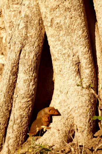 Tusk and Mane Safaris Tusk and Mane Safaris: Zwergmangusten