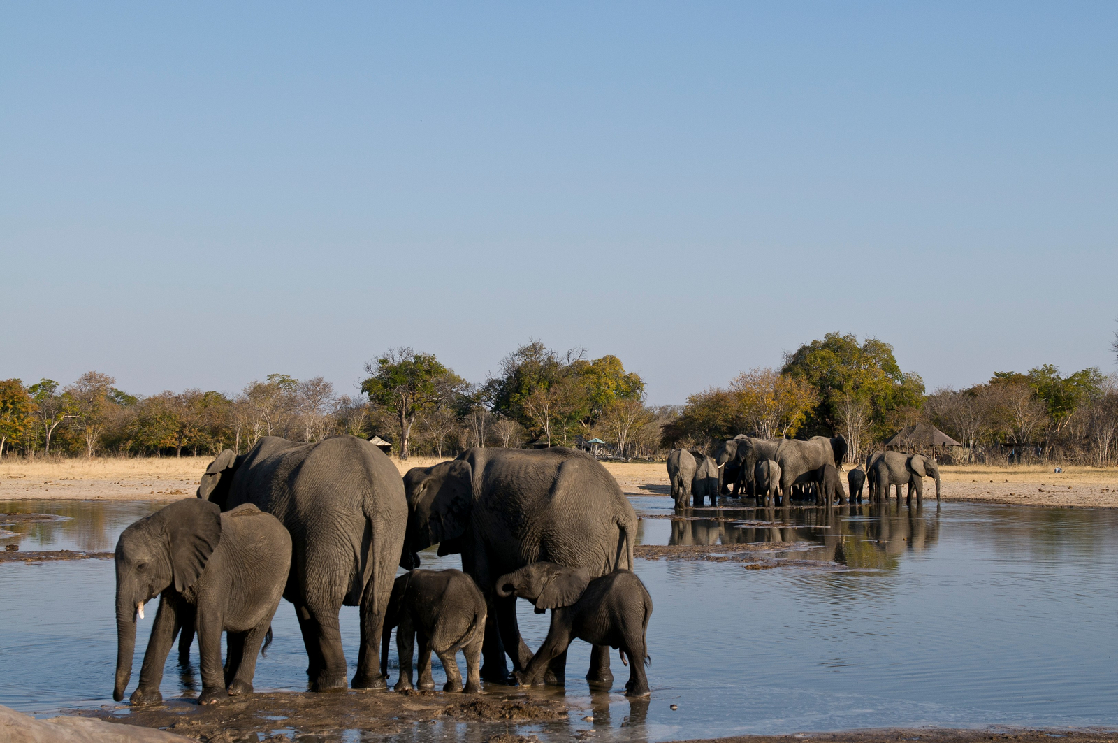 Davison's Camp Davison's Camp: Elefantenfamilie Wasser