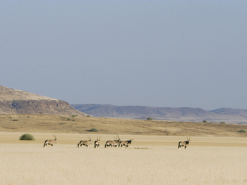 Desert Rhino Camp Desert Rhino Camp: Oryx