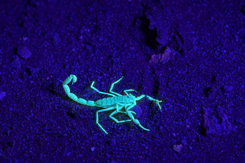 Desert Whisper: Skorpion in UV-Licht